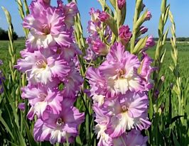 Гладіолус Сера Корфініо (Cera Corfinio)купити