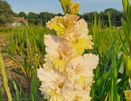 Гладіолус Сера Феарлес (Cera Fearless)купити