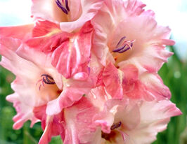 Гладіолус Чері Кенді (Cherry Candy)купити