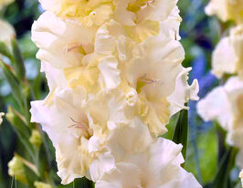 Гладіолус Хеппі Тач (Happy Touch)купити