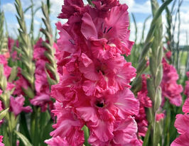 Гладіолус Кінгстон Раффл (Kingston Ruffle)купити