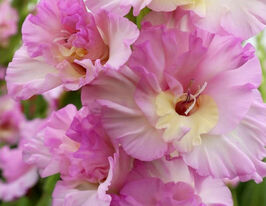 Гладіолус Маджента Принцес (Magenta Princess)купити