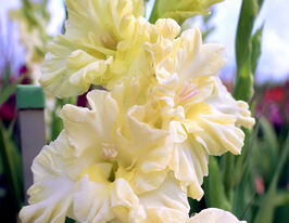 Гладіолус Світ Кристал (Sweet Crystal)купити