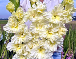 Гладиолус Свит Кристалл (Sweet Crystal) купить
