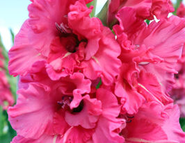 Гладіолус Світ Лав (Sweet love)купити