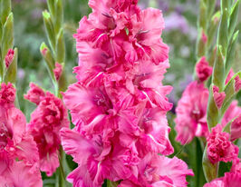 Гладиолус Свит Лав (Sweet love) купить