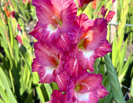 Гладіолус Тірамісу (Tiramisu)купити