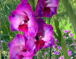 Гладіолус Вельвет Распберрі (Velvet Raspberry)купити