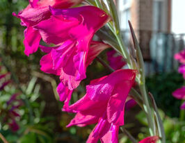 Гладіолус Бізантінус (Byzantinus)купити