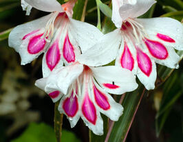 Гладіолус Принц Клаус (Prins Claus)купити