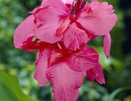 Канна Эмпайр (Empire) купить