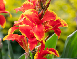 Канна Голден Флейм (Golden Flame) купить