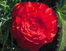 Бегонія Нон-Стоп Червона (Non Stop Red)купити