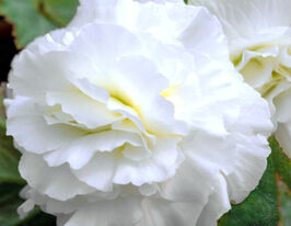 Бегонія Нон-Стоп Біла (Non Stop White)купити