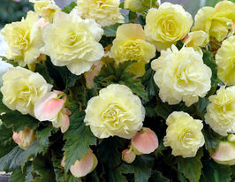 Бегонія Вуммі Крем (Wummi Creme)купити