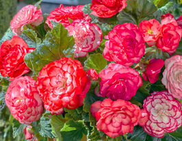 Бегонія Вуммі Мармората (Wummi Marmorata)купити