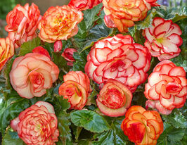 Бегонія Вуммі Маскарад (Wummi Maskerade)купити