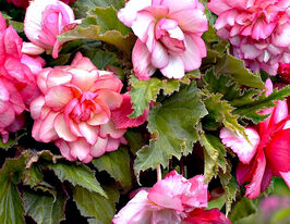 Бегонія каскад Флоренс (Cascade Florence)купити