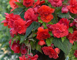 Бегонія каскад Одорса Ред Сансет (Cascade Odorosa Red Sunset)купити