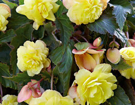 Бегонія каскад Одорса Єллоу Флейм (Cascade Odorosa Yellow Flame)купити