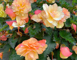 Бегонія Каскад Санрей (Cascade Sunray)купити