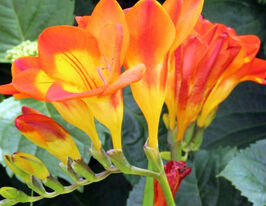 Фрезия простая Оранжевая купить