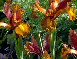 Ірис голландський Бронз Б'юті (Bronze Beauty)купити