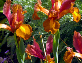 Ирис голландский Бронз Бьюти (Bronze Beauty) купить