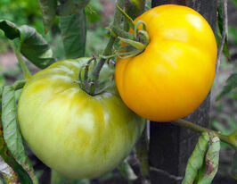 Томат Микадо желтый купить