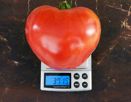Томат Адамовое Сердце купить