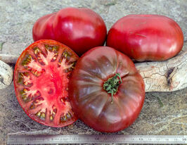 Томат Микадо черный купить