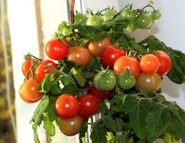 Томат Балконное чудо купить