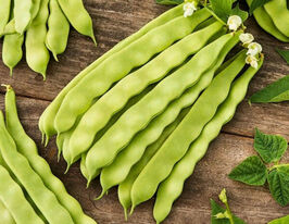 Фасоль спаржевая Маркони купить