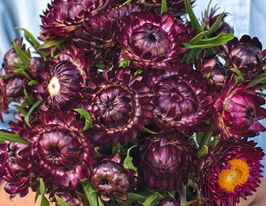 Гелихризум (Бессмертник) Пурпурно-красный купить