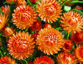 Геліхризум (Безсмертник) Помаранчевийкупити