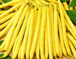 Квасоля спаржева Масляний королькупити