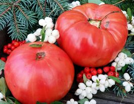 Томат Дар Заволжья купить