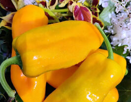 Перець солодкий Золотий самородоккупити