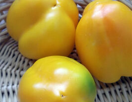 Перець солодкий Злато скіфівкупити