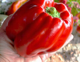 Перец сладкий Революция купить