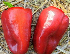 Перец сладкий Доминатор купить