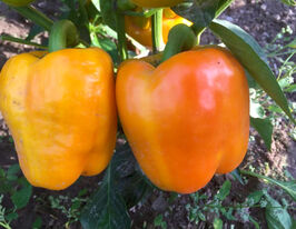 Перец сладкий Бугай купить