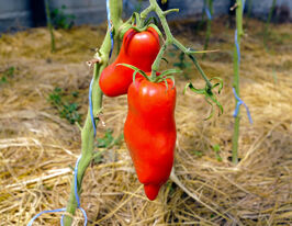 Томат к. Зуб дракона купить