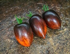 Томат к. Принцесса Готики (Princess of Gothic) купить