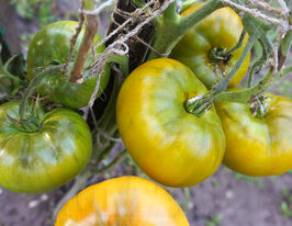 Томат к. Дикий Тимьян (Wild Thyme)  купить