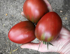 Томат Лонхорн (Longhorn) купить