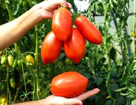 Томат Перино Гроссо (Perino Grosso) купить