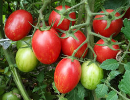 Томат к. Огонек купить