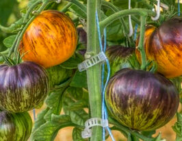 Томат Мечта Алисы (Alice`s Dream) купить