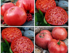 Томат Альманс (Almansa) купить